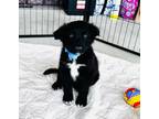 Adopt Jay a Border Collie, Catahoula Leopard Dog