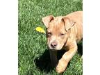 Adopt Tater a American Staffordshire Terrier