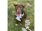 Adopt Turbo #BAC-A-502 a Labrador Retriever, Pit Bull Terrier