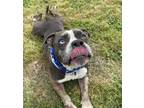 Adopt Franco #BAC-A-831 a Pit Bull Terrier