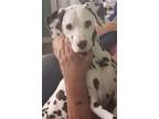 Adopt Dax a Dalmatian