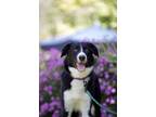 Adopt Chevy a Border Collie, Great Pyrenees