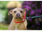 Adopt Toad a Pit Bull Terrier, Basenji