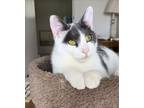 Adopt Lovely young cat Theodore a Domestic Short Hair