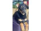 Adopt Odie a Australian Kelpie