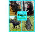 Adopt Damon - Bottle a Labrador Retriever