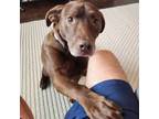 Adopt Goose a Chocolate Labrador Retriever, Feist