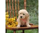 Golden Retriever Puppy for sale in Gap, PA, USA