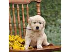 Golden Retriever Puppy for sale in Gap, PA, USA