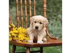 Golden Retriever Puppy for sale in Gap, PA, USA