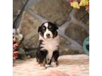 Australian Shepherd Puppy for sale in Westfield, MA, USA