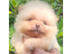 Pomeranian Puppy for sale in Miami, FL, USA