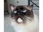 Adopt Van Cat Morrison a Ragdoll