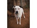 Adopt Libby a American Staffordshire Terrier