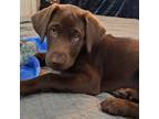 Female chocolate lab