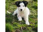 Border Collie Puppy for sale in Richmond, MI, USA