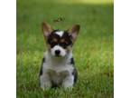 Pembroke Welsh Corgi Puppy for sale in Franklinton, LA, USA