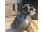 Schnauzer (Miniature) Puppy for sale in Lawton, OK, USA