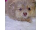 Pomeranian Puppy for sale in Waterloo, IL, USA