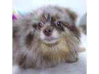 Pomeranian Puppy for sale in Waterloo, IL, USA