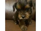 Yorkshire Terrier Puppy for sale in Scranton, PA, USA