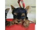 Yorkshire Terrier Puppy for sale in Idabel, OK, USA