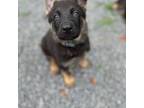 German Shepherd Dog Puppy for sale in Macon, GA, USA