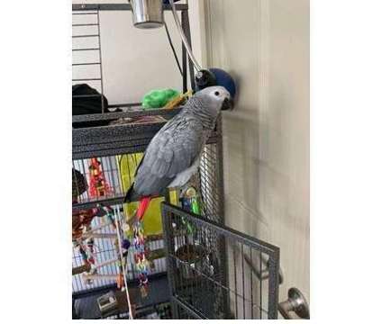 LKM 2 African Grey Parrots Birds is a Grey Arts &amp; Crafts for Sale in Hilliard OH