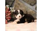 Australian Shepherd Puppy for sale in Westfield, MA, USA