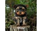 Yorkshire Terrier Puppy for sale in Columbia City, IN, USA