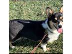 Pembroke Welsh Corgi Puppy for sale in Reedsburg, WI, USA