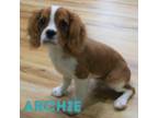 Archie