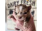 Chihuahua Puppy for sale in Tremonton, UT, USA