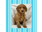 Tucker / Mini Goldendoodle