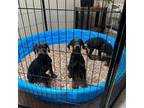 Doberman Pinscher Puppy for sale in Evarts, KY, USA