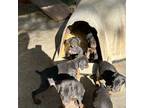 Doberman Pinscher Puppy for sale in Evarts, KY, USA