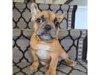 French Bulldog Puppy for sale in Fennimore, WI, USA