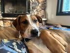 Adopt Thor $450 a Cattle Dog / Mixed dog in Milwaukee, WI (38646994)