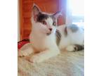 Adopt Peaches a Domestic Shorthair / Mixed (short coat) cat in Valley Park