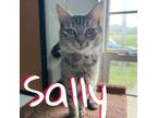Adopt Sally a Domestic Shorthair / Mixed (short coat) cat in Hillsboro
