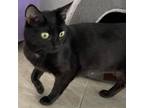 Adopt Salem a All Black Domestic Shorthair / Mixed cat in Easton, PA (38528247)