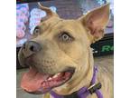 Adopt Fiona “GiGi” 23550 a Brindle Pit Bull Terrier / Mixed Breed (Medium) /