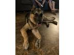 Adopt Hans a Black - with Tan, Yellow or Fawn German Shepherd Dog / Mixed dog in