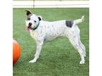 Adopt Freckles a White - with Tan, Yellow or Fawn Boxer / Mixed Breed (Medium) /
