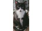 Adopt Bandit a Black & White or Tuxedo Domestic Shorthair (short coat) cat in