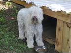 Adopt Reuben a Goldendoodle / Golden Retriever dog in Ridgeland, SC (38565959)