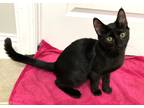 Adopt Birch Beer23 a Domestic Shorthair / Mixed (short coat) cat in Youngsville