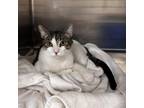 Adopt Dylan Hollis a White Domestic Shorthair / Mixed cat in Tempe