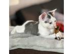 Adopt Felix a Gray or Blue Domestic Shorthair / Mixed cat in Lantana