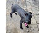 Adopt Velvet a Black Giant Schnauzer / Mixed dog in Garland, TX (38524392)